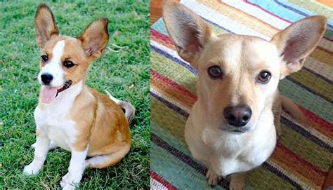 The Adorable, Protective Little Corgi Chihuahua Mix (Ultimate Guide)