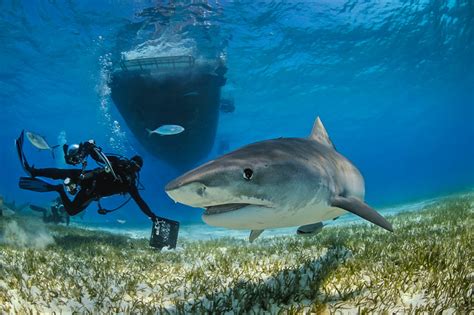 A Fish Called Emma: Bahamas Tiger Shark Diving | Luxe Beat Magazine