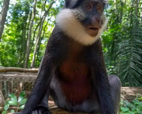 White-throated guenon - Facts, Diet, Habitat & Pictures on Animalia.bio