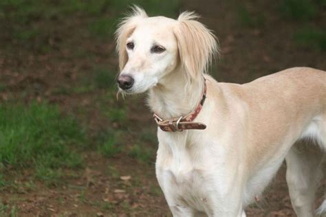 Saluki Puppies For Sale