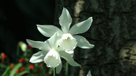 White Daffodil Free Stock Photo - Public Domain Pictures