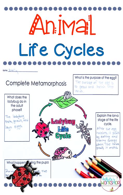 Animal Life Cycles 2nd Grade