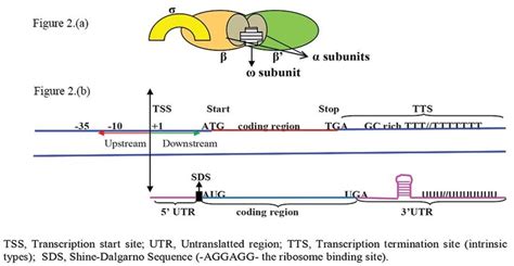 (a) Schematic diagram of a bacterial MSU RNA polymerase with its... | Download Scientific Diagram