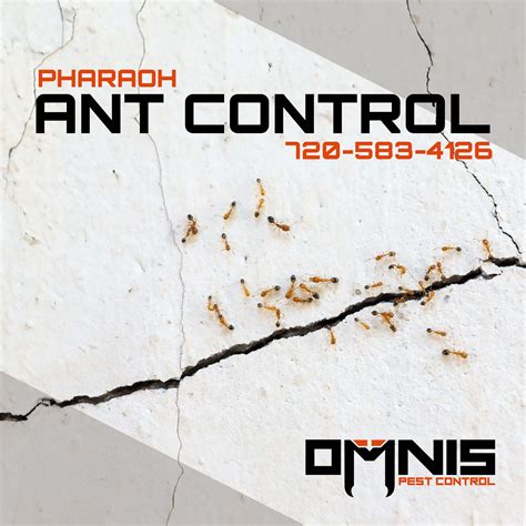 Pharaoh Ant Control - OMNIS Pest Control