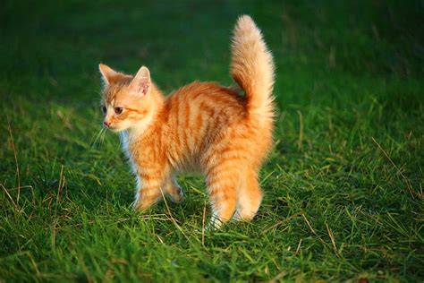 orange, tabby, kitten, top, green, grass, orange tabby, cat, cat baby ...