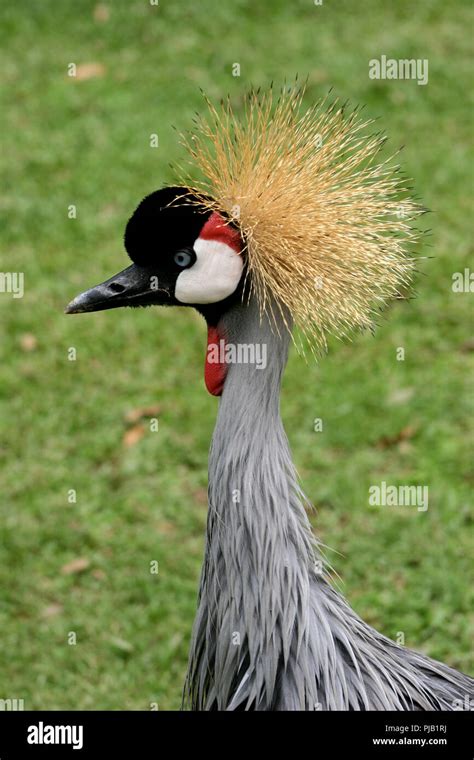 Grey crowned crane flag of uganda hi-res stock photography and images ...