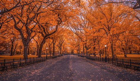 HD wallpaper: Man Made, Central Park, Fall, Foliage, New York, Tree | Wallpaper Flare