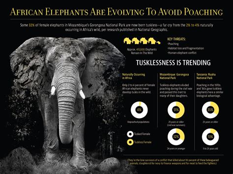 African Elephant Poaching Infographic :: Behance