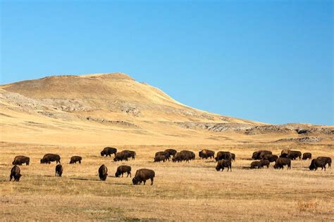 Great Plains Buffalo | Great plains, Photography description, Montana travel