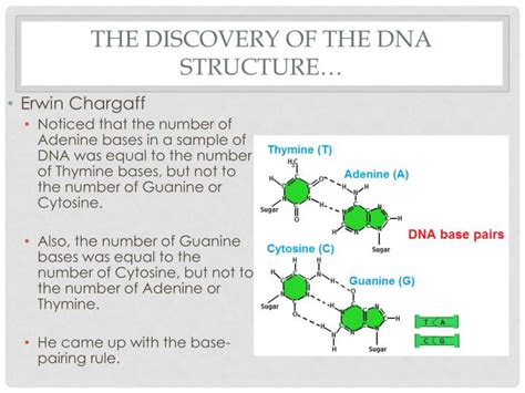 PPT - DNA PowerPoint Presentation - ID:2228063