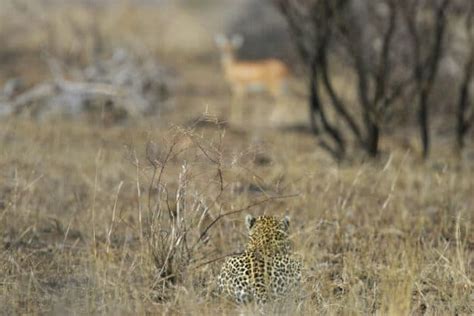 What Do Leopards Eat? Facts About Their Diet and Lifestyle