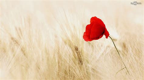 Lonely Flower In Field, Lonely Sunflower HD wallpaper | Pxfuel