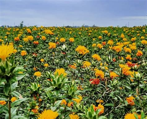 Safflower - Baker Seed Co