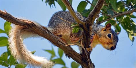 Amazing White Tailed Squirrel - 7 Things You Need to Know!