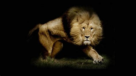 🔥 [44+] Lion Wallpapers HD 1080P | WallpaperSafari