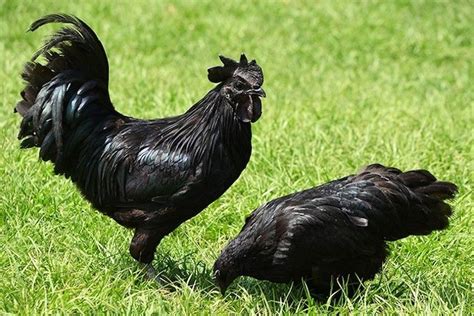 Intriguing facts about natural black skin chicken - Afrinik