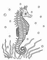 Free Printable Seahorse Coloring Pages For Kids sketch template