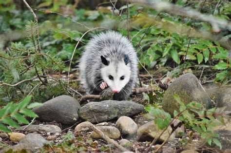 Fun Virginia Opossum Facts For Kids | Kidadl