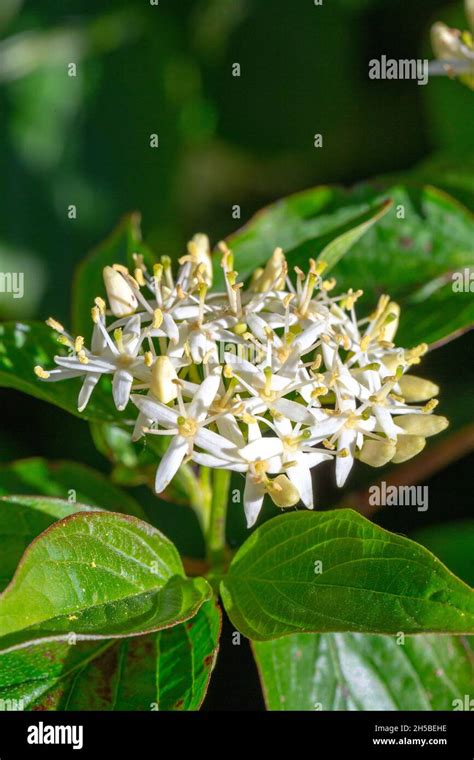 Cornus sanguinea flowers Stock Photo - Alamy