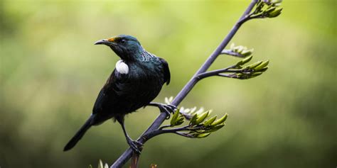 Voting opens for Bird of the Year 2020 - which native bird will win your vote? | MiNDFOOD