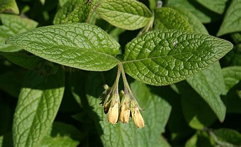 Growing Comfrey: The Complete Guide to Plant, Care, and Harvest Comfrey