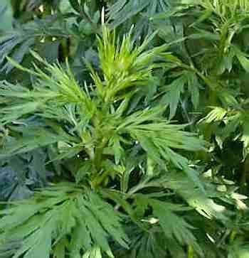 LUZES DO CAMINHO: Losna (Artemisia Absinthium)