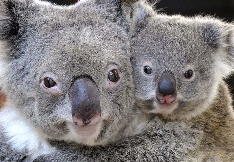 r296815_1278832 | Baby Animal Zoo