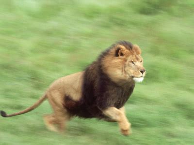 A lion can run up to a maximum speed of ___________ per hour. - The Lions Trivia Quiz - Fanpop