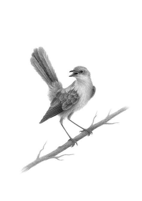 Nightingale | Bird pencil drawing, Bird art, Bird