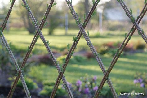 Willows: Living willow Fence + Hedge = Fedge