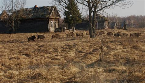 Photos Show Wildlife Thrives Near Chernobyl Nuclear Disaster Site - Newsweek