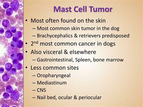 PPT - Practical Oncology Mast Cell Tumor PowerPoint Presentation, free ...