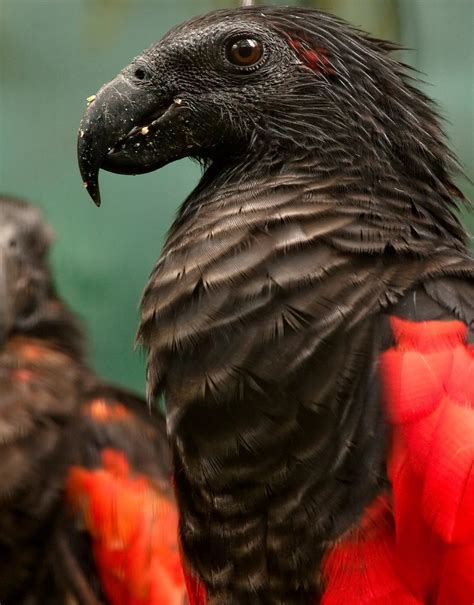 Dracula Parrot: Facts, Habitat, and Behavior - Excellent Biography - Medium