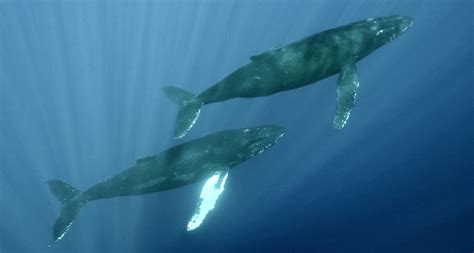 The bottom feeding behavior of humpback whales | Science News