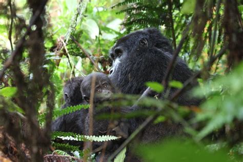 Mountain gorilla conservation, Uganda | Whitley Award