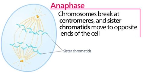 The 4 Mitosis Phases: Prophase, Metaphase, Anaphase, Telophase