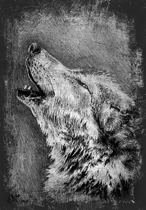 Howling Wolf Drawing by Andrew Read