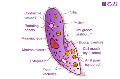 Paramecium: Classification, Structure, Diagram, Reproduction by Conjugation