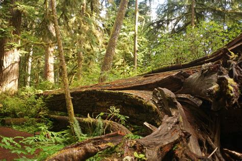 Quinault Rain Forest | The Quinault Rain Forest is a tempera… | Flickr