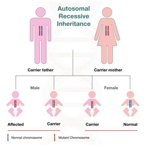 Sickle Cell Anaemia: Definition, Cause, Genetics, Trait, Symptoms and ...