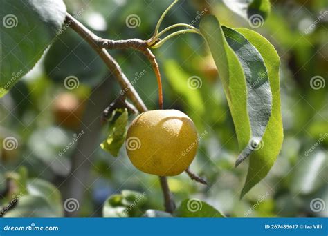 Japanese pear stock image. Image of ripe, close, zodiac - 267485617