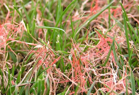 How to Control Red Thread Disease In Lawn - Best Manual Lawn Aerator