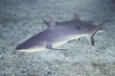 Grey Reef Shark Pups Born at Maui Ocean Center - Maui Ocean Center