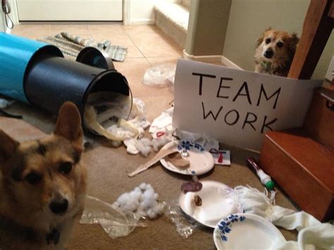 Teamwork Dog Images