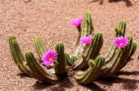 Online crop | green cactus plant with pink flowers HD wallpaper | Wallpaper Flare