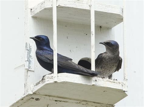 Purple Martin Nesting (Behavior, Eggs, Location + FAQs) | Birdfact