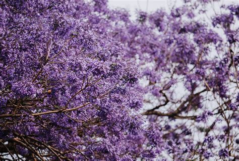 Grafton Jacaranda Festival Inc