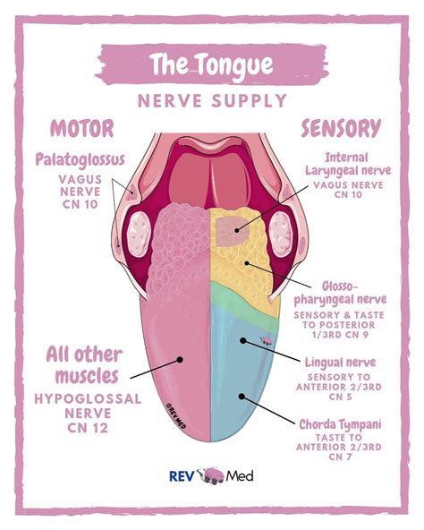 Tongue Muscle Innervation