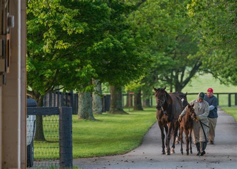 Claiborne Farm Announces 2018 Stud Fees - Claiborne