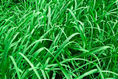 Everything To Know About Growing Tall Fescue Grass, 48% OFF